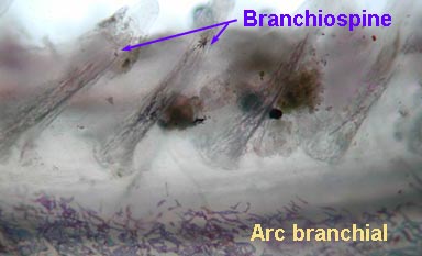 Arc branchial